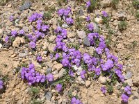 Viola calcarata ssp calcarata 52, Saxifraga-Luuk Vermeer