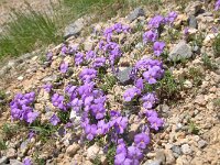 Viola calcarata ssp calcarata 53, Saxifraga-Luuk Vermeer  Viola cenisia