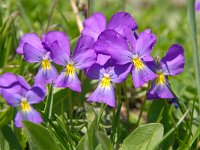 Viola calcarata ssp calcarata 55, Saxifraga-Luuk Vermeer