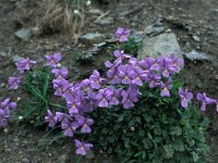 Viola calcarata ssp calcarata 57, Saxifraga-Jan van der Straaten