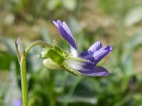 Viola canina 12, Hondsviooltje, Saxifraga-Rutger Barendse