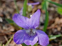 Viola canina 1, Hondsviooltje, Saxifraga-Willem van Kruijsbergen