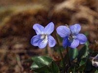 Viola canina 10, Hondsviooltje, Saxifraga-Hans Dekker