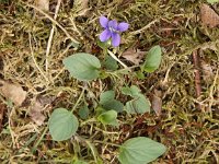 Viola canina 11, Hondsviooltje, Saxifraga-Peter Meininger