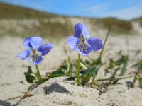 Viola canina 16, Hondsviooltje, Saxifraga-Ed Stikvoort