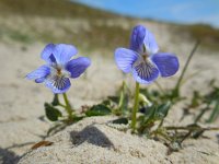 Viola canina 17, Hondsviooltje, Saxifraga-Ed Stikvoort