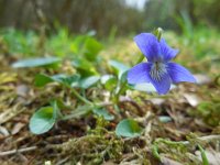 Viola canina 18, Hondsviooltje, Saxifraga-Ed Stikvoort