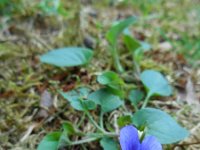 Viola canina 19, Hondsviooltje, Saxifraga-Ed Stikvoort