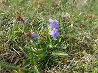 Viola canina 20, Hondsviooltje, Saxifraga-Jelle van Dijk