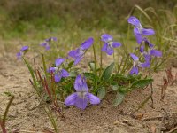 Viola canina 21, Hondsviooltje, Saxifraga-Jelle van Dijk