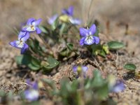 Viola canina 23, Hondsviooltje, Saxifraga-Mark Zekhuis