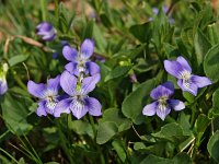 Viola canina 3, Hondsviooltje, Saxifraga-Hans Dekker