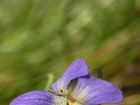 Viola canina 4, Hondsviooltje, Saxifraga-Hans Dekker