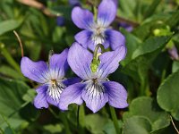 Viola canina 6, Hondsviooltje, Saxifraga-Hans Dekker