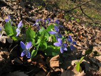 Viola canina 7, Hondsviooltje, Saxifraga-Jasenka Topic