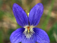 Viola canina 9, Hondsviooltje, Saxifraga-Hans Dekker