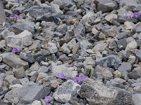 Viola cenisia 2, Saxifraga-Harry Jans