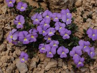 Viola cenisia 3, Saxifraga-Harry Jans