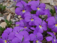 Viola cenisia 4, Saxifraga-Harry Jans