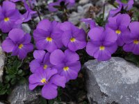 Viola cenisia 5, Saxifraga-Harry Jans