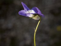 Viola collina 2, Saxifraga-Jan van der Straaten