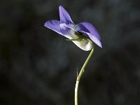 Viola collina 3, Saxifraga-Jan van der Straaten