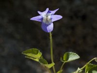 Viola collina 5, Saxifraga-Jan van der Straaten