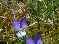 Viola curtisii 12, Duinviooltje, Saxifraga-Jeroen Willemsen