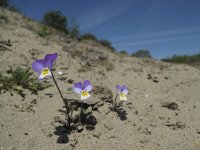 Viola curtisii 14, Duinviooltje, Saxifraga-Rob Felix : Plantae, Plants, Project Natuurbalans, planten