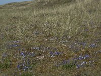 Viola curtisii 15, Duinviooltje, Saxifraga-Willem van Kruijsbergen