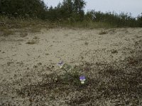 Viola curtisii 2, Duinviooltje, Saxifraga-Marijke Verhagen