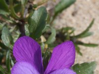 Viola curtisii 27, Duinviooltje, Saxifraga-Rutger Barendse