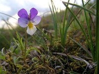Viola curtisii 29, Duinviooltje, Saxifraga-Ed Stikvoort
