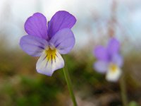 Viola curtisii 31, Duinviooltje, Saxifraga-Ed Stikvoort