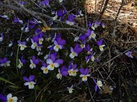 Viola curtisii 41, Duinviooltje, Saxifraga-Peter Meininger