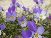 Viola curtisii 45, Duinviooltje, Saxifraga-Ed Stikvoort