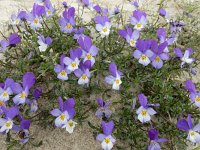 Viola curtisii 50, Duinviooltje, Saxifraga-Ed Stikvoort