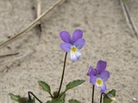 Viola curtisii 54, Duinviooltje, Saxifraga-Willem van Kruijsbergen
