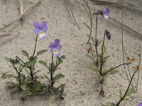 Viola curtisii 55, Duinviooltje, Saxifraga-Willem van Kruijsbergen
