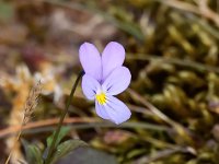 Viola curtisii 59, Duinviooltje, Saxifraga-Bart Vastenhouw