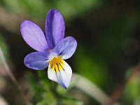 Viola curtisii 61, Duinviooltje, Saxifraga-Hans Dekker