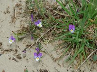 Viola curtisii 7, Duinviooltje, Saxifraga-Willem van Kruijsbergen