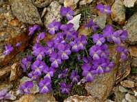 Viola doerfleri 3, Saxifraga-Harry Jans