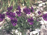 Viola dubyana