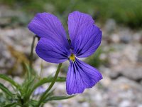 Viola dubyana 3, Saxifraga-Luuk Vermeer