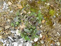 Viola guestphalica 3, Saxifraga-Rutger Barendse