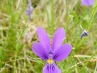 Viola guestphalica 4, Saxifraga-Rutger Barendse