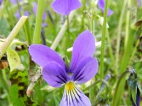 Viola guestphalica 6, Saxifraga-Rutger Barendse