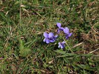 Viola hirta 10, Ruig viooltje, Saxifraga-Hans Boll