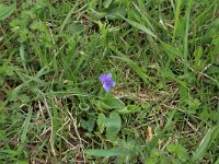 Viola hirta 11, Ruig viooltje, Saxifraga-Hans Boll
